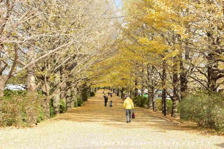 【Japan★Tokyo】國營昭和公園~讓人驚豔的金黃色銀杏林
