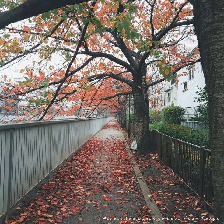 【Japan★Tokyo】飛往深秋的東京探訪清澄白河