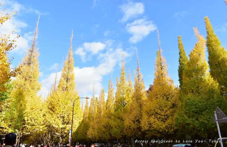 【Japan★Tokyo】神宮外苑~藍天下的我看到金黃色銀杏在發光