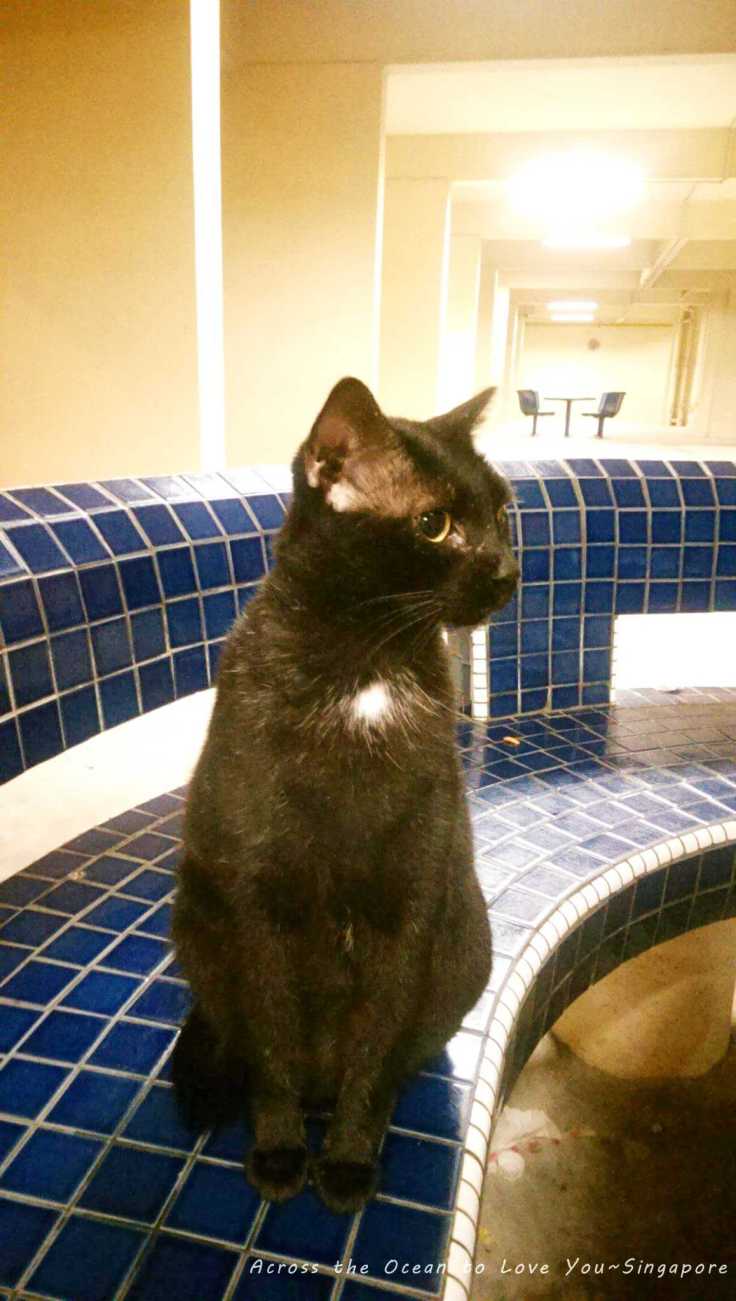 【Singapore★Cat】異鄉街貓小黑