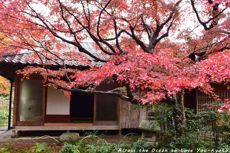 【Japan★Kyoto】雨天的嵐山~⛈藏在巷弄深處與世隔絕的厭離庵