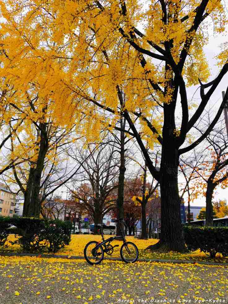 【Japan★Kyoto】🇯🇵西本願寺、東本願寺深秋的銀杏