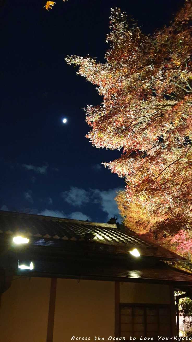 【Japan★Kyoto】🇯🇵夜晚迷失在址園巷弄裡🏮、誤入高台寺登高賞夜楓