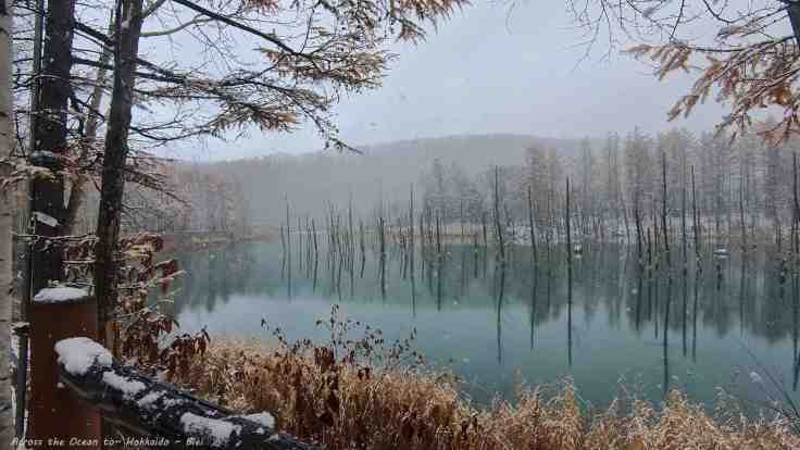 【北海道★美瑛Biei】獨自搭乘39公車去探訪美瑛➸清池(青い池)