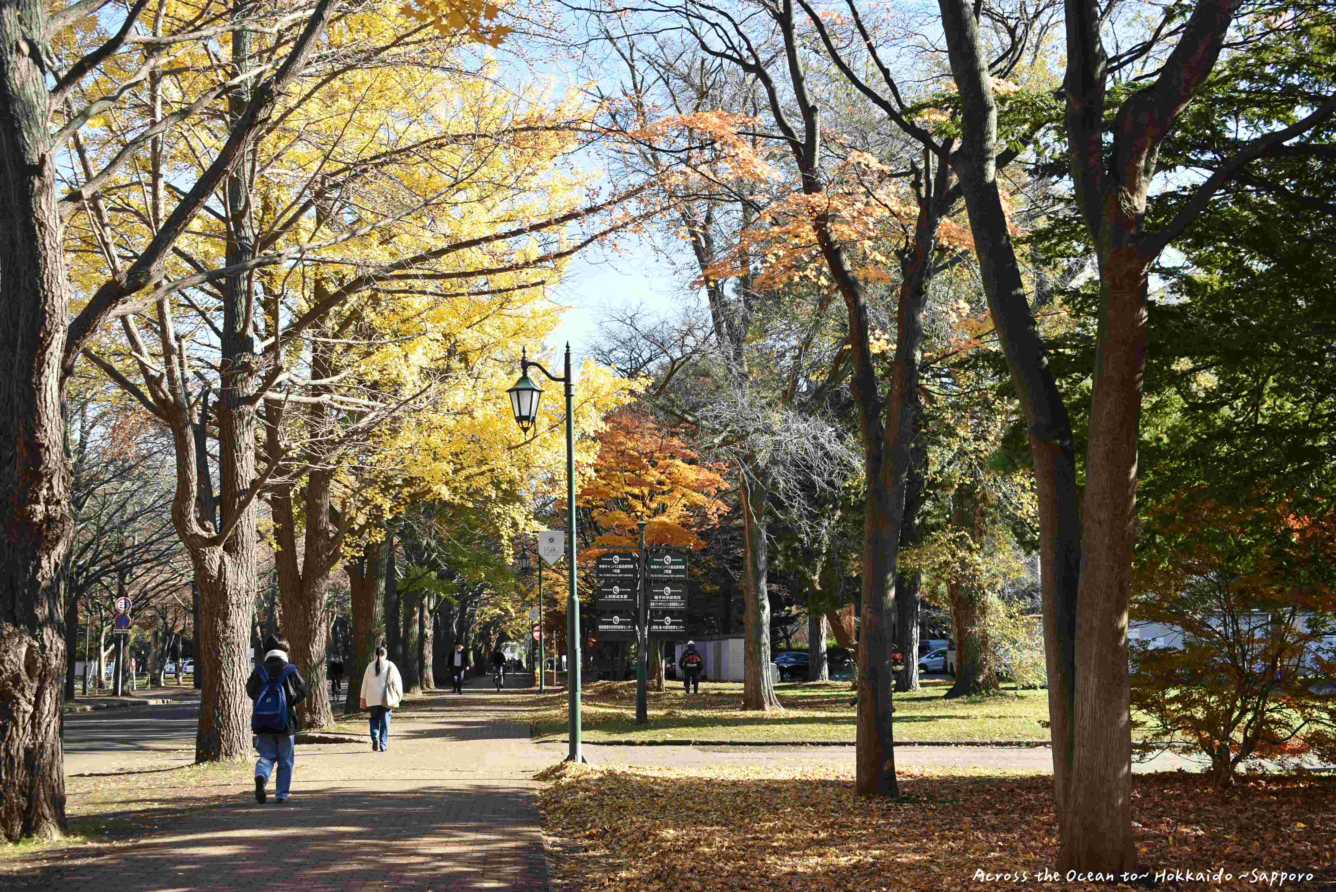 【北海道★札幌】在北海道大學遇到閃耀的銀杏及火紅的楓葉、第一次探訪狸小路遇到狸神社💘